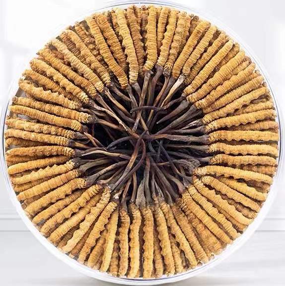 同心冬虫夏草回收